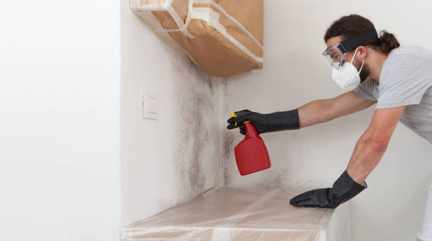 Professional Mold Cleanup technician working in Islip Terrace, NY
