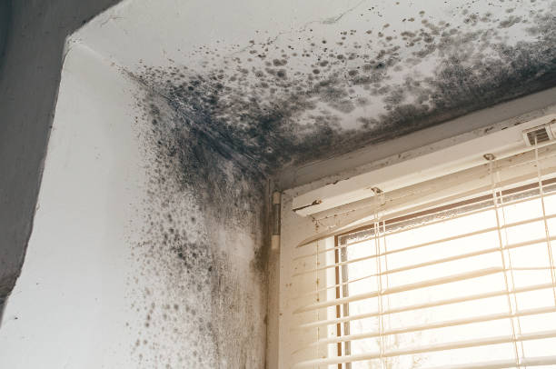 Affordable Mold Cleanup solutions in Islip Terrace, NY